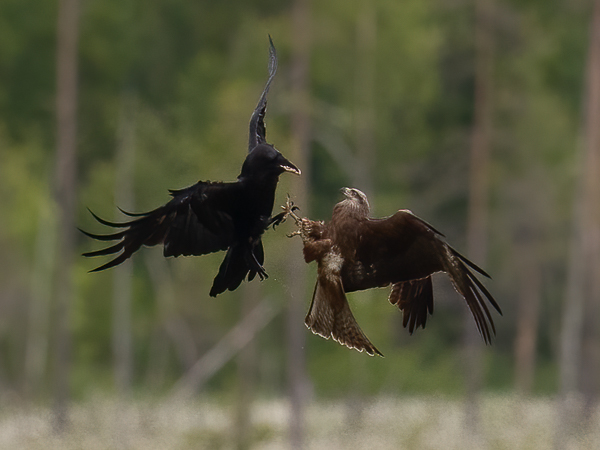 Haarahaukka, Black Kite, Milvus migrans